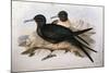 Illustration from John GouldS The Birds of Australia Representing Lesser Frigatebird Fregata Ariel-null-Mounted Giclee Print