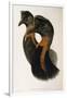 Illustration from John GouldS The Birds of Australia Representing Northern Cassowary Casuarius Unap-null-Framed Giclee Print