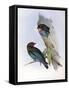 Illustration from John GouldS The Birds of Australia Representing Oriental Dollarbird Eurystomus Or-null-Framed Stretched Canvas