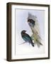 Illustration from John GouldS The Birds of Australia Representing Oriental Dollarbird Eurystomus Or-null-Framed Giclee Print