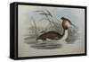 Illustration from John GouldS The Birds of Australia Representing Southern Crested Grebe Podiceps C-null-Framed Stretched Canvas