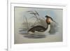 Illustration from John GouldS The Birds of Australia Representing Southern Crested Grebe Podiceps C-null-Framed Giclee Print