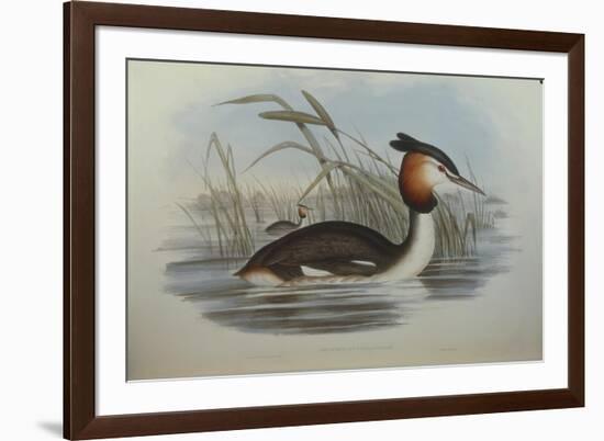 Illustration from John GouldS The Birds of Australia Representing Southern Crested Grebe Podiceps C-null-Framed Giclee Print