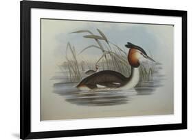 Illustration from John GouldS The Birds of Australia Representing Southern Crested Grebe Podiceps C-null-Framed Giclee Print