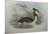 Illustration from John GouldS The Birds of Australia Representing Southern Crested Grebe Podiceps C-null-Mounted Giclee Print