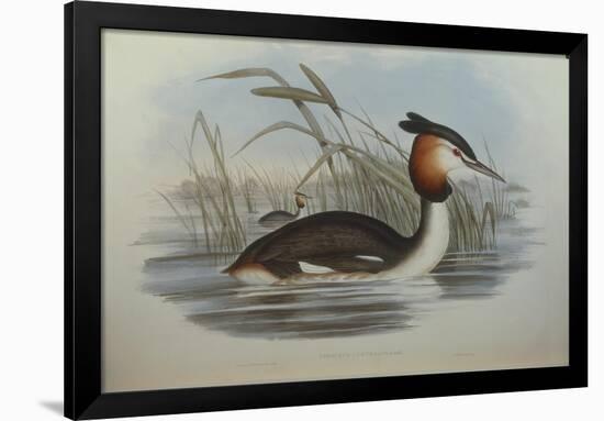 Illustration from John GouldS The Birds of Australia Representing Southern Crested Grebe Podiceps C-null-Framed Giclee Print