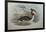 Illustration from John GouldS The Birds of Australia Representing Southern Crested Grebe Podiceps C-null-Framed Giclee Print