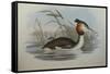 Illustration from John GouldS The Birds of Australia Representing Southern Crested Grebe Podiceps C-null-Framed Stretched Canvas