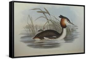 Illustration from John GouldS The Birds of Australia Representing Southern Crested Grebe Podiceps C-null-Framed Stretched Canvas