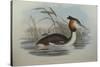 Illustration from John GouldS The Birds of Australia Representing Southern Crested Grebe Podiceps C-null-Stretched Canvas
