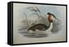 Illustration from John GouldS The Birds of Australia Representing Southern Crested Grebe Podiceps C-null-Framed Stretched Canvas