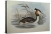 Illustration from John GouldS The Birds of Australia Representing Southern Crested Grebe Podiceps C-null-Stretched Canvas