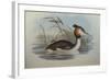 Illustration from John GouldS The Birds of Australia Representing Southern Crested Grebe Podiceps C-null-Framed Giclee Print