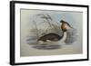 Illustration from John GouldS The Birds of Australia Representing Southern Crested Grebe Podiceps C-null-Framed Giclee Print