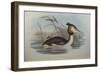 Illustration from John GouldS The Birds of Australia Representing Southern Crested Grebe Podiceps C-null-Framed Giclee Print