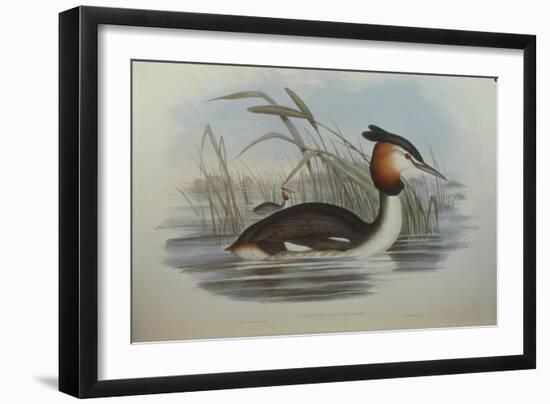 Illustration from John GouldS The Birds of Australia Representing Southern Crested Grebe Podiceps C-null-Framed Giclee Print
