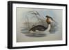 Illustration from John GouldS The Birds of Australia Representing Southern Crested Grebe Podiceps C-null-Framed Giclee Print