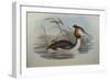 Illustration from John GouldS The Birds of Australia Representing Southern Crested Grebe Podiceps C-null-Framed Giclee Print