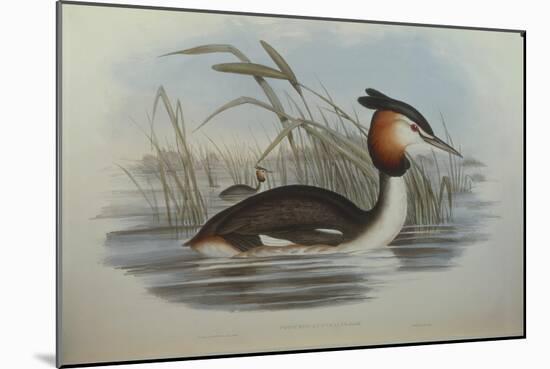 Illustration from John GouldS The Birds of Australia Representing Southern Crested Grebe Podiceps C-null-Mounted Giclee Print
