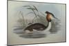 Illustration from John GouldS The Birds of Australia Representing Southern Crested Grebe Podiceps C-null-Mounted Giclee Print