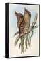 Illustration from John GouldS The Birds of Australia Representing Tawny Frogmouth Podargus Strigoid-null-Framed Stretched Canvas