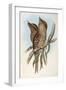 Illustration from John GouldS The Birds of Australia Representing Tawny Frogmouth Podargus Strigoid-null-Framed Giclee Print