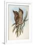 Illustration from John GouldS The Birds of Australia Representing Tawny Frogmouth Podargus Strigoid-null-Framed Giclee Print