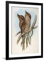 Illustration from John GouldS The Birds of Australia Representing Tawny Frogmouth Podargus Strigoid-null-Framed Giclee Print