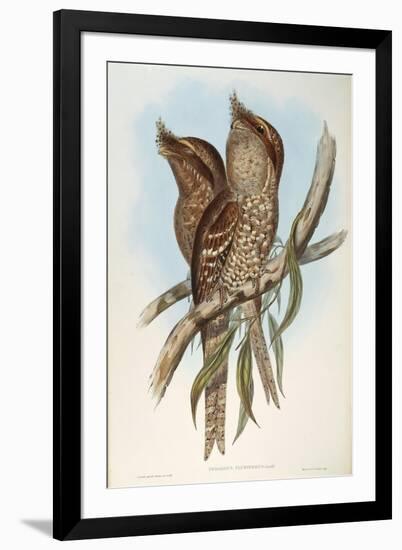 Illustration from John GouldS The Birds of Australia Representing Tawny Frogmouth Podargus Strigoid-null-Framed Giclee Print