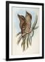 Illustration from John GouldS The Birds of Australia Representing Tawny Frogmouth Podargus Strigoid-null-Framed Giclee Print