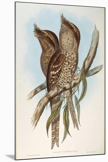 Illustration from John GouldS The Birds of Australia Representing Tawny Frogmouth Podargus Strigoid-null-Mounted Giclee Print