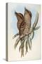 Illustration from John GouldS The Birds of Australia Representing Tawny Frogmouth Podargus Strigoid-null-Stretched Canvas