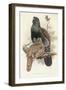 Illustration from John GouldS The Birds of Great Britain Representing Capercaillie Tetrao Urogallus-null-Framed Giclee Print