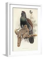 Illustration from John GouldS The Birds of Great Britain Representing Capercaillie Tetrao Urogallus-null-Framed Giclee Print