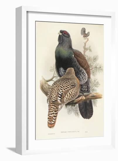 Illustration from John GouldS The Birds of Great Britain Representing Capercaillie Tetrao Urogallus-null-Framed Giclee Print