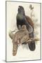 Illustration from John GouldS The Birds of Great Britain Representing Capercaillie Tetrao Urogallus-null-Mounted Giclee Print