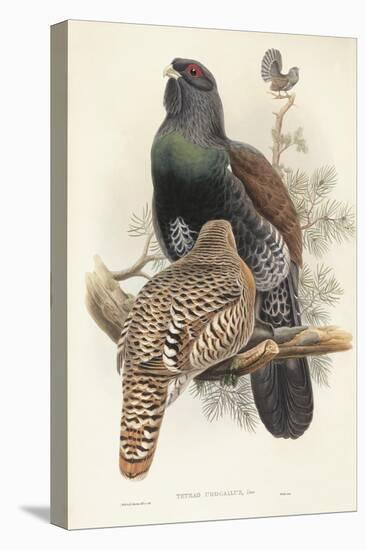 Illustration from John GouldS The Birds of Great Britain Representing Capercaillie Tetrao Urogallus-null-Stretched Canvas