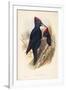 Illustration from John GouldS The Birds of Great Britain Representing Pair of Black Woodpeckers Dry-null-Framed Giclee Print