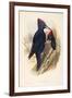 Illustration from John GouldS The Birds of Great Britain Representing Pair of Black Woodpeckers Dry-null-Framed Giclee Print