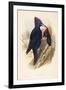 Illustration from John GouldS The Birds of Great Britain Representing Pair of Black Woodpeckers Dry-null-Framed Giclee Print