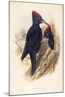 Illustration from John GouldS The Birds of Great Britain Representing Pair of Black Woodpeckers Dry-null-Mounted Giclee Print