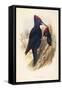 Illustration from John GouldS The Birds of Great Britain Representing Pair of Black Woodpeckers Dry-null-Framed Stretched Canvas