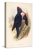 Illustration from John GouldS The Birds of Great Britain Representing Pair of Black Woodpeckers Dry-null-Stretched Canvas