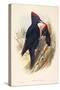 Illustration from John GouldS The Birds of Great Britain Representing Pair of Black Woodpeckers Dry-null-Stretched Canvas