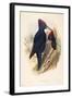 Illustration from John GouldS The Birds of Great Britain Representing Pair of Black Woodpeckers Dry-null-Framed Giclee Print