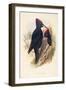 Illustration from John GouldS The Birds of Great Britain Representing Pair of Black Woodpeckers Dry-null-Framed Giclee Print