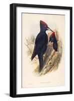 Illustration from John GouldS The Birds of Great Britain Representing Pair of Black Woodpeckers Dry-null-Framed Giclee Print