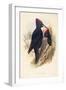 Illustration from John GouldS The Birds of Great Britain Representing Pair of Black Woodpeckers Dry-null-Framed Giclee Print