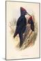 Illustration from John GouldS The Birds of Great Britain Representing Pair of Black Woodpeckers Dry-null-Mounted Giclee Print