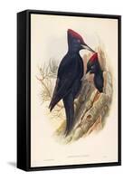 Illustration from John GouldS The Birds of Great Britain Representing Pair of Black Woodpeckers Dry-null-Framed Stretched Canvas
